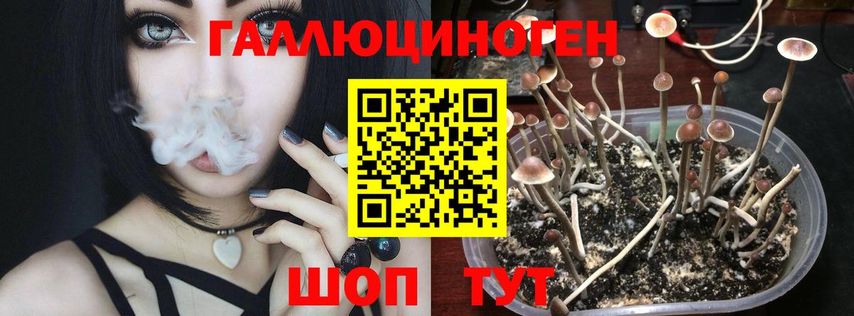 Отрадное  Псилоцибиновые грибы Psilocybine cubensis  Вход с VPN 